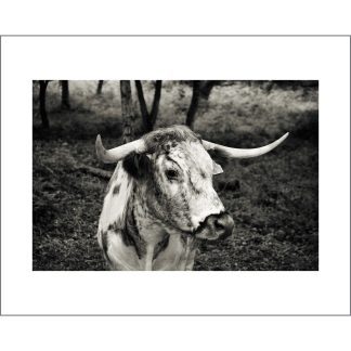English Longhorn cow photo print