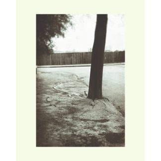 Urban tree black and white photographic print