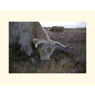 Highland cattle curber edge photographic print