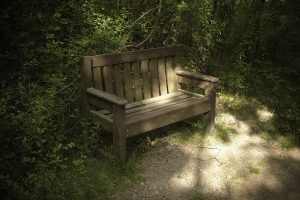 Sunlit Bench