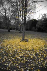 Landscape photo